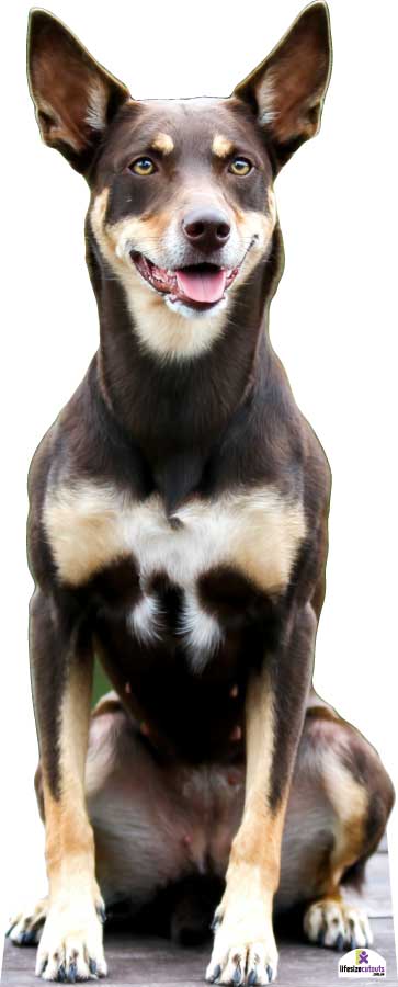 Dog sitting on a flat surface with a clear background