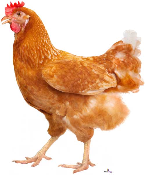 Brown chicken on a white background