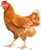 Brown chicken on a white background