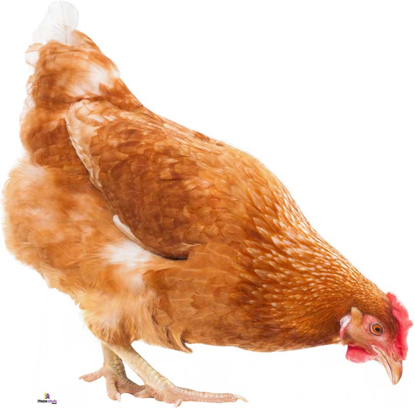 Brown chicken on a white background