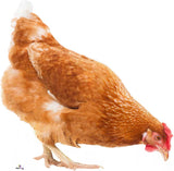 Brown chicken on a white background