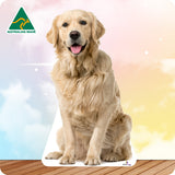 Golden retriever sitting on a wooden floor with a colorful gradient background and 'Australian Made' logo.