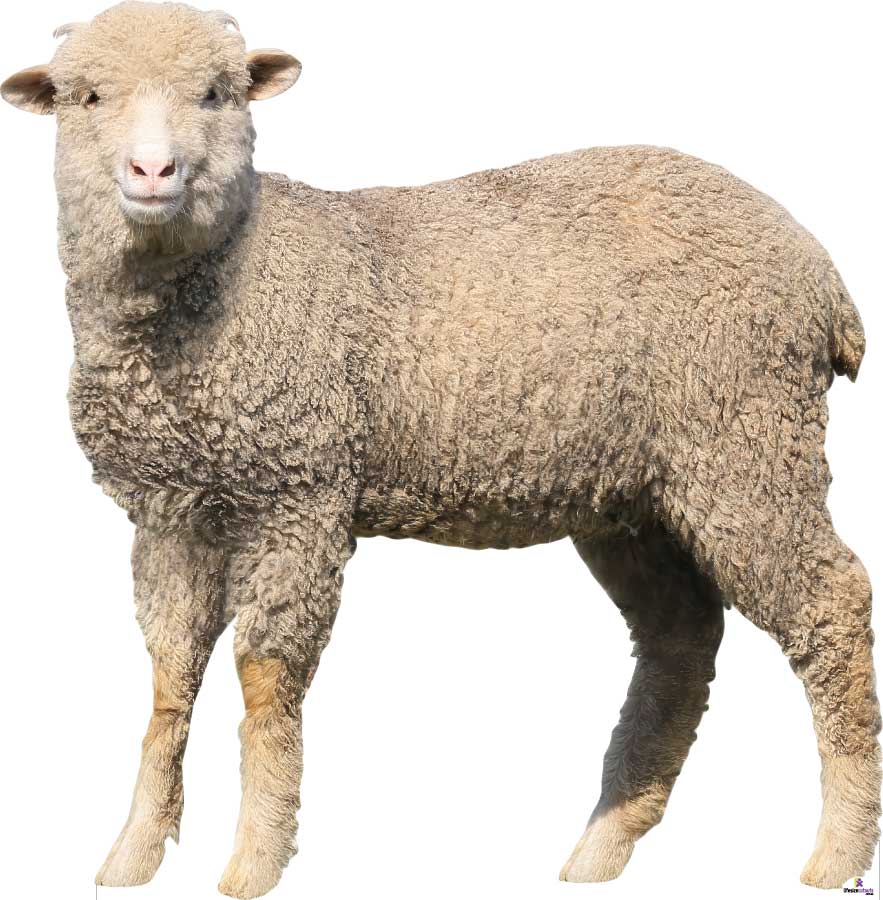 Sheep on a white background