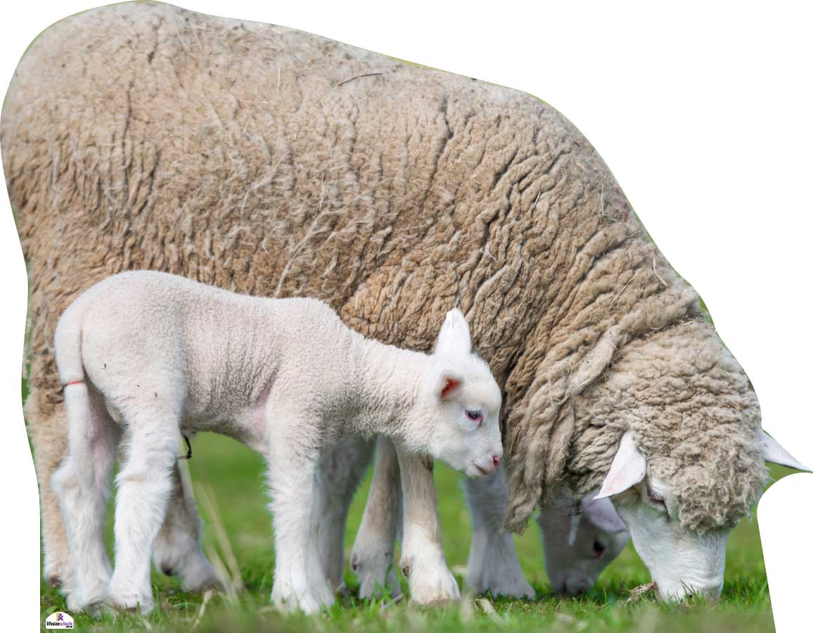 Sheep and lamb standing on grass