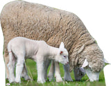 Sheep and lamb standing on grass
