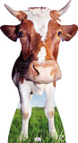 Cow with Huge Head 202 Cardboard Cutout