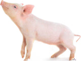 Pink pig on a white background