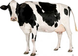 Black and white cow on a white background
