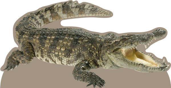 Crocodile Cardboard Cutout