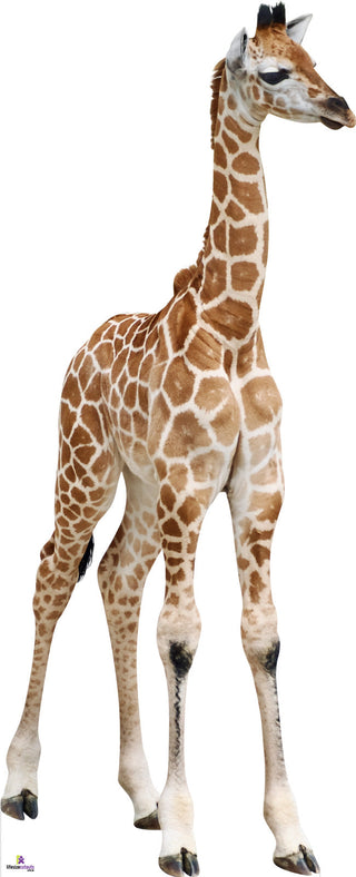 Giraffe Calf 529 Cardboard Cutout
