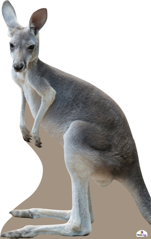 Kangaroo 876 Cardboard Cutout
