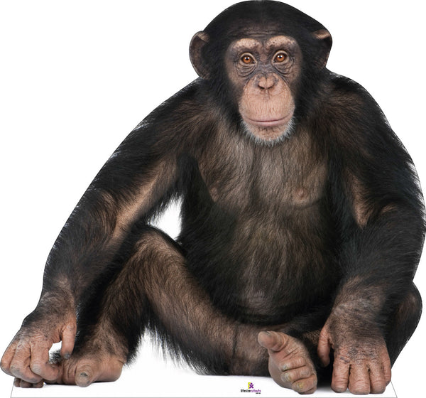 Young Chimpanzee 375 Cardboard Cutout