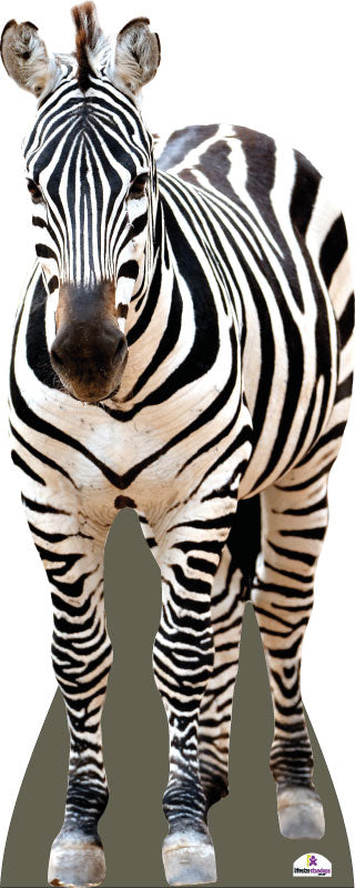 Zebra Cardboard Cutout Front On